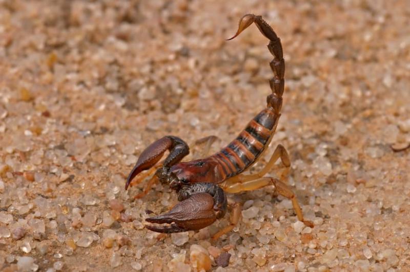 1. Arizona Bark Scorpion