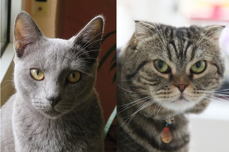 Scottish Fold rosyjski niebieski mix - charakterystyka