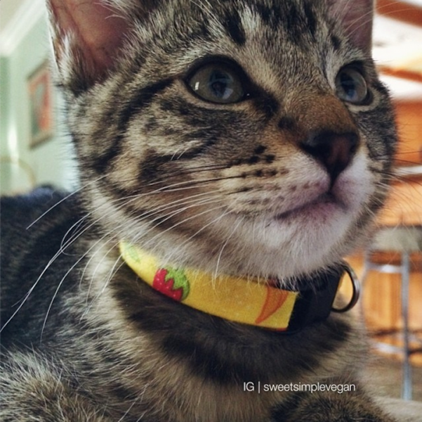10 obroży dla kotów DIY, które są wyjątkowe i urocze (ze zdjęciem)