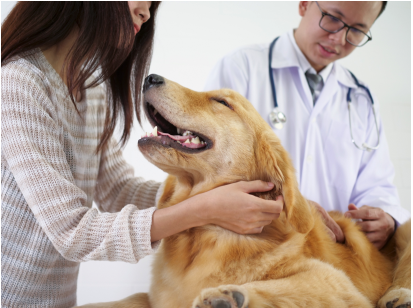 9 korzyści ze sterylizacji lub kastracji psa: Fakty i najczęściej zadawane pytania