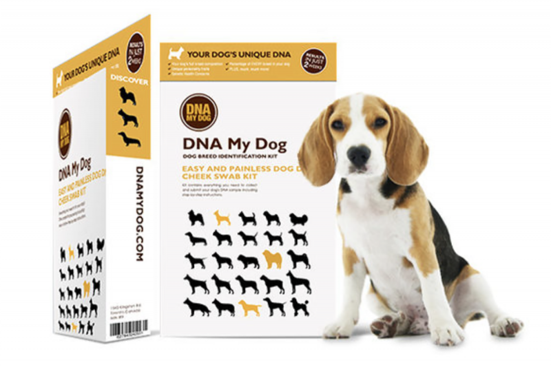 Czy test DNA My Dog na identyfikację rasy jest opłacalny?