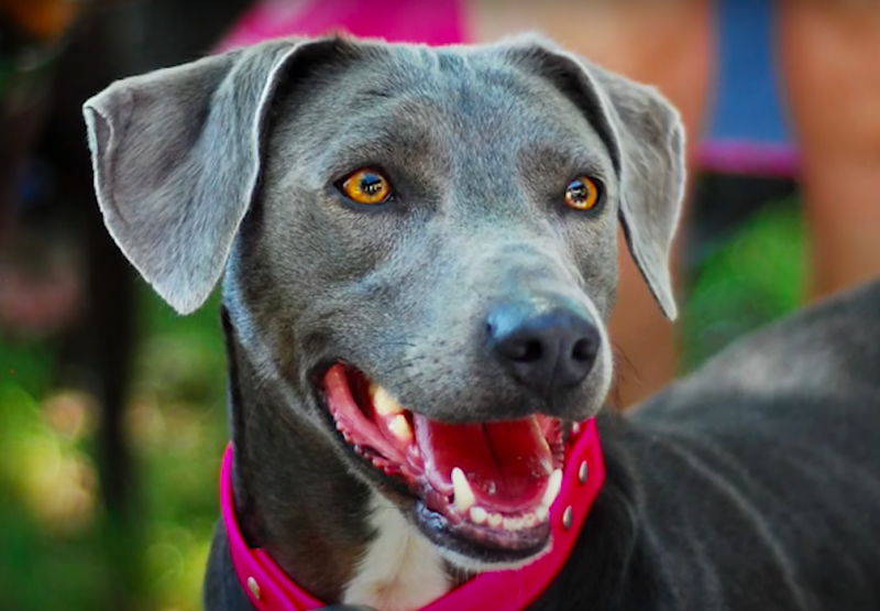 Temperament i inteligencja psów rasy Blue Lacy