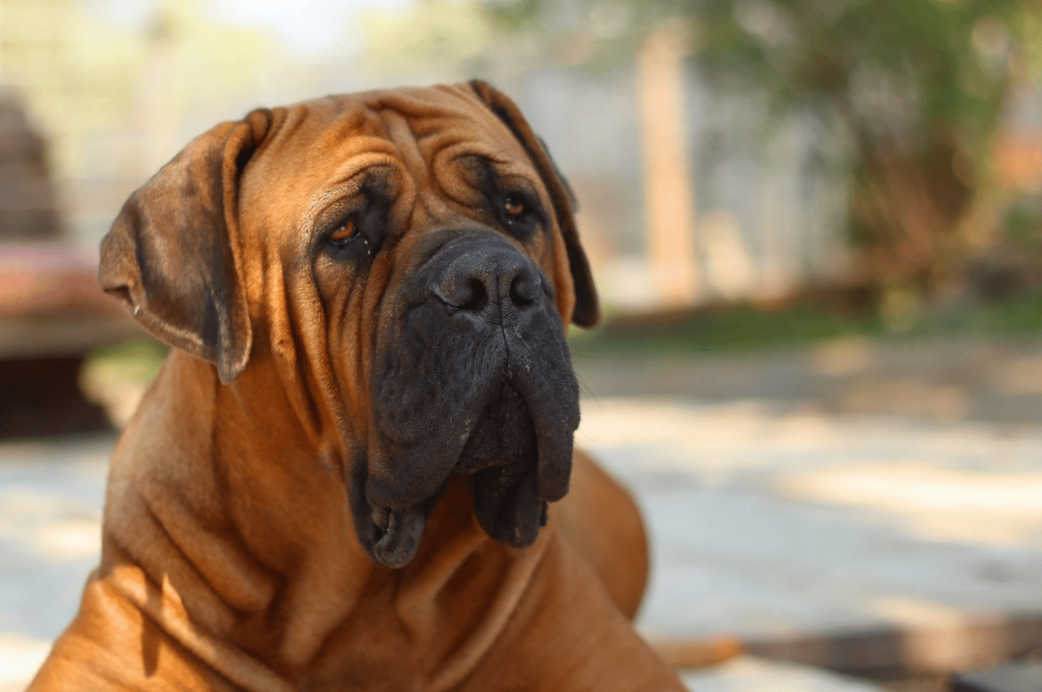 Czy początkujący właściciele psów powinni mieć mastifa?