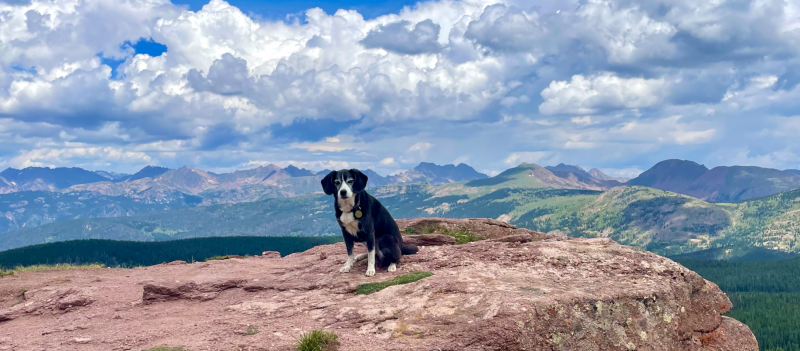 Spakuj więc buty turystyczne, weź swojego futrzanego przyjaciela i wyrusz na niezapomnianą przygodę w pięknych górach Kolorado. Dzięki przyjaznym psom wędrówkom i oszałamiającemu naturalnemu pięknu, Kolorado jest prawdziwym rajem zarówno dla psów, jak i ich właścicieli.