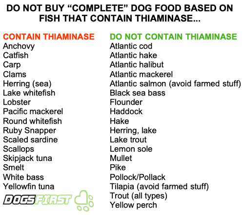6 pokarmów bogatych w tiaminę dla psów: zatwierdzone przez weterynarzy źródła witaminy B1