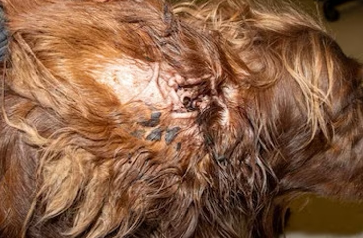 5 psów podatnych na infekcje uszu: Sprawdzone przez weterynarza fakty i objawy
