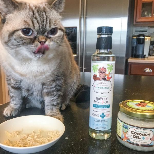 Jak przechowywać olej kokosowy dla kota?