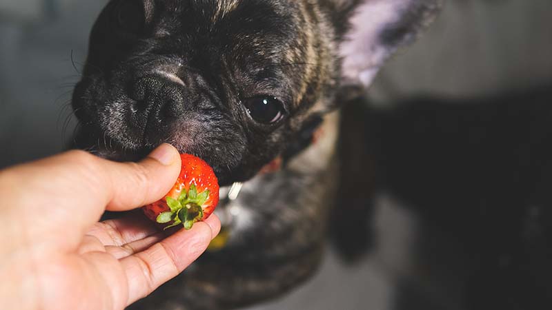 Czy psy mogą jeść truskawki? Fakty zatwierdzone przez weterynarza & FAQ