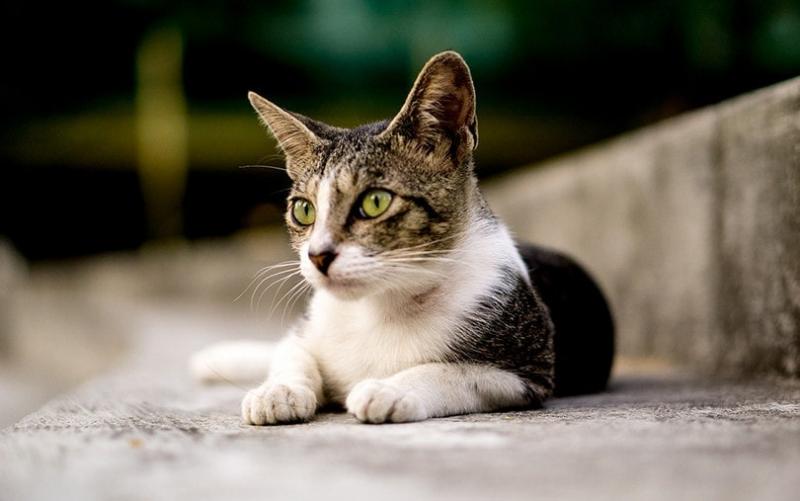 Serrade Petit Cat: temperament, cechy i zdjęcia