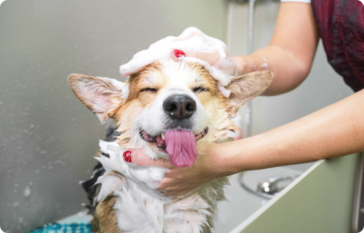 Korzyści z korzystania z samoobsługowej myjni dla psów w Pet Supplies Plus