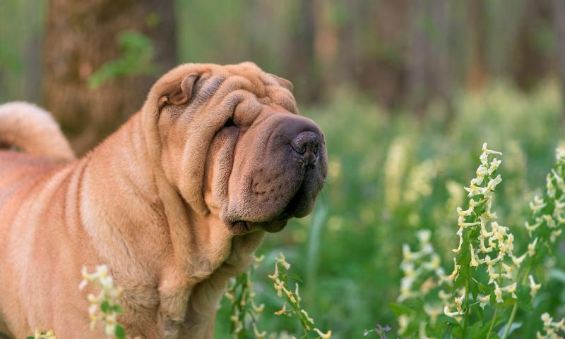 Kolory Shar-Pei: Wszystkie 20 kolorów umaszczenia wyjaśnione (ze zdjęciami)