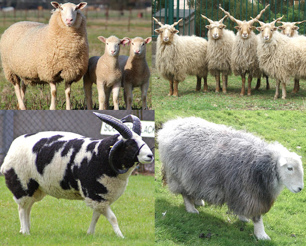 1. Owce wschodniofryzyjskie