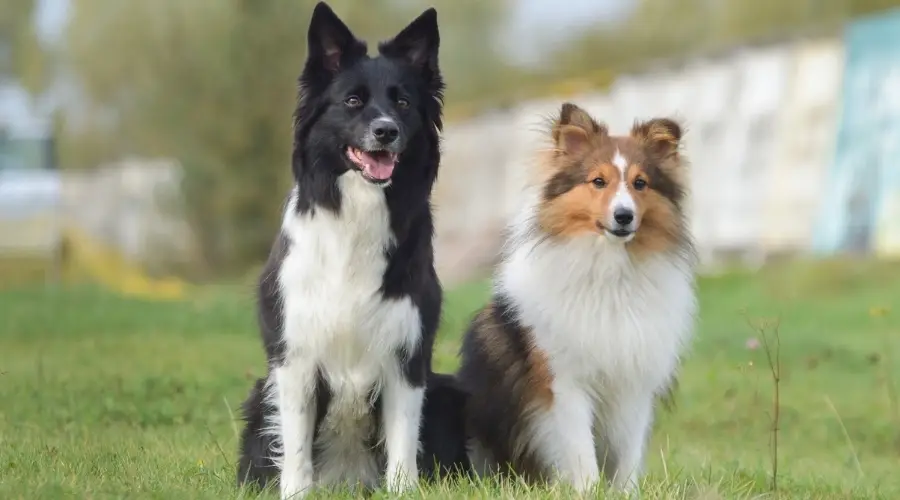 Sheltie vs Border Collie: kluczowe różnice (ze zdjęciami)