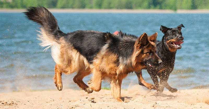 Szczenięta rasy owczarek niemiecki rottweiler mix