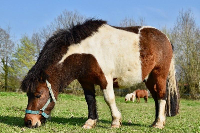 4. Koń Clydesdale