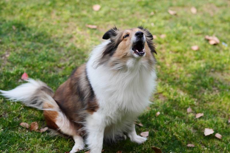 Czy sheltie dużo szczekają? 6 sposobów na zapobieganie nadmiernemu szczekaniu