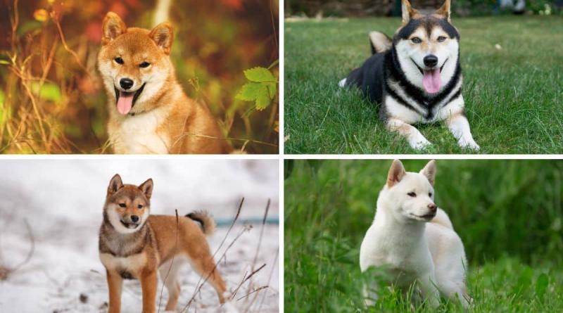 7 kolorów shiba inu