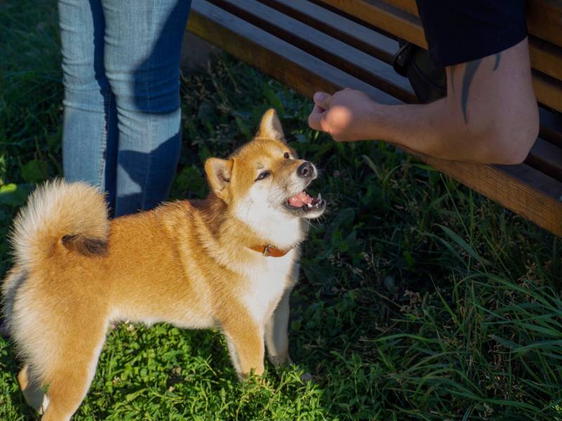 4. Twój Shiba ma swędzenie