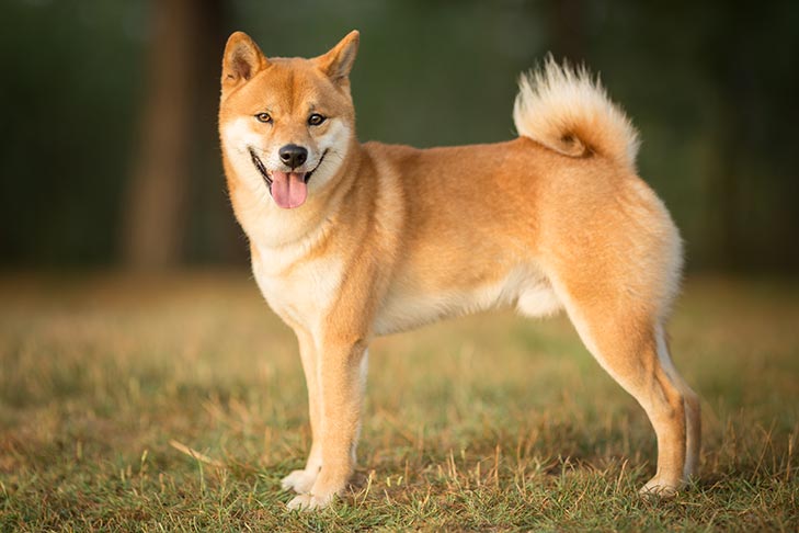 2. Shiba Inu to jedna z najstarszych ras psów.