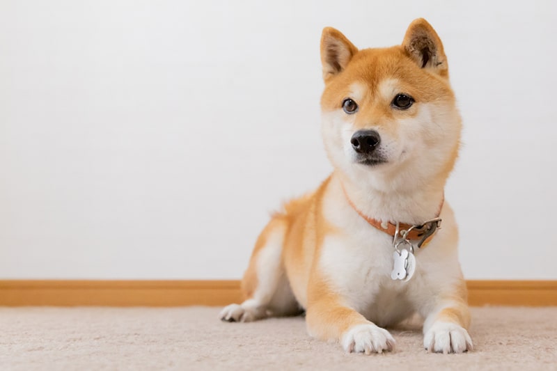 1. Sędziowie na wystawach psów oceniają rude shiba inu na podstawie tego, jak czerwona jest ich sierść