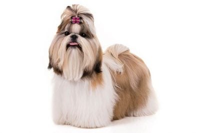 Dlaczego shih tzu nie biegają bardzo szybko?