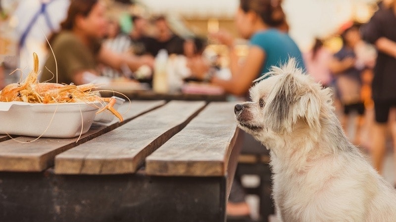Czy psy mogą jeść enchilady?