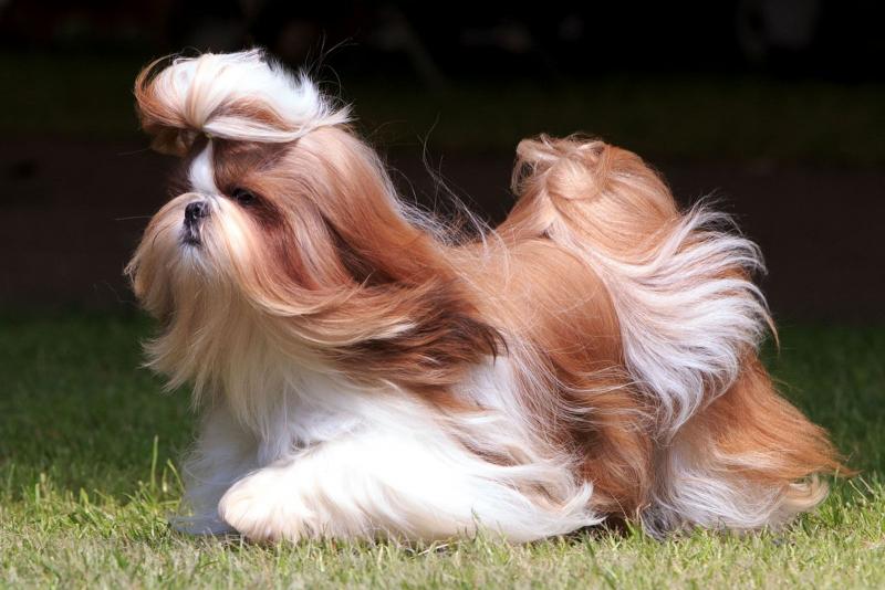 Charakterystyka czekoladowych shih tzu