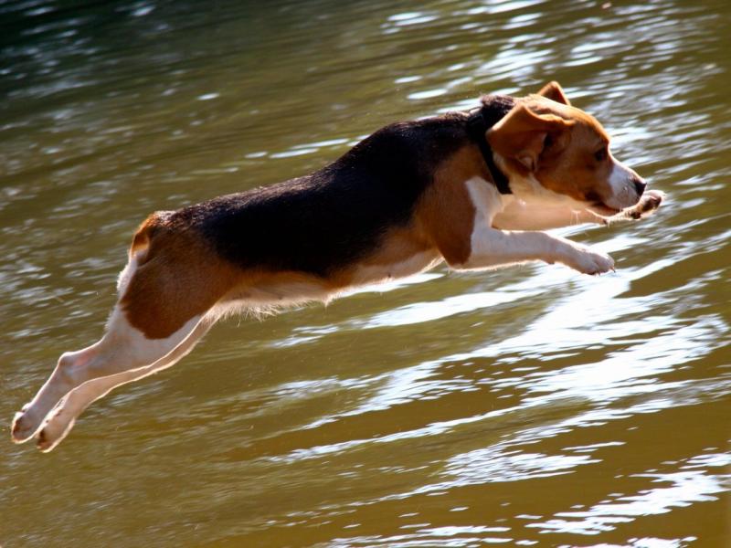 Czy beagle lubią wodę? Preferencje rasowe i porady dotyczące pływania