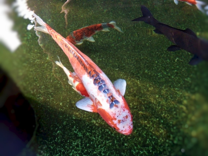 16 rodzajów ryb Koi: Odmiany, kolory i klasyfikacje (ze zdjęciami)