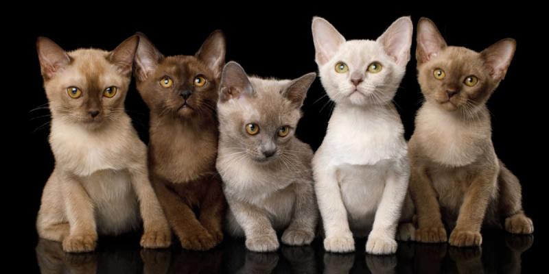 20 najpopularniejszych kolorów i wzorów kotów (ze zdjęciami)