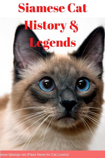 Historia kotów syjamskich: Podróż od początków do teraźniejszości