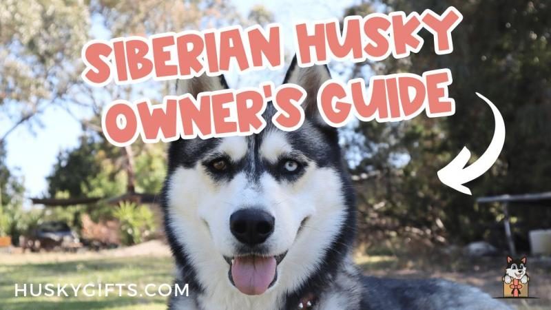 siberian-husky-dog-breed-information-and-characteristics-4914750-1315097