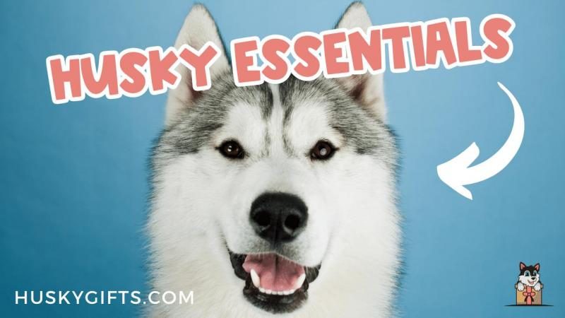 siberian-husky-essentials-1283542-4799037