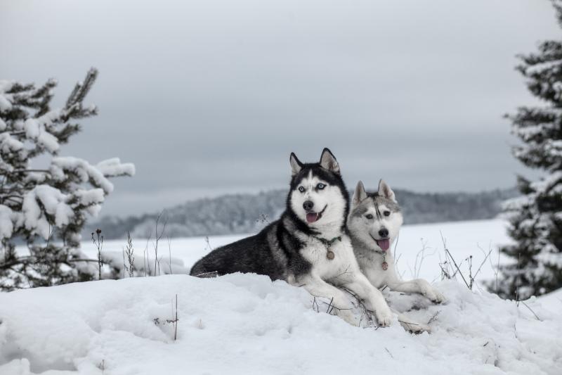 1. Husky syberyjski jest po części wilkiem.