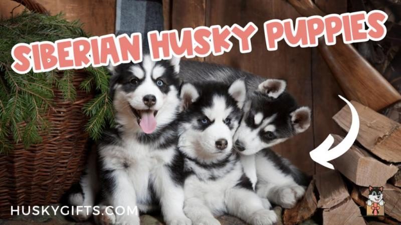 siberian-husky-puppies-guide-1024x576-4997827-2047962