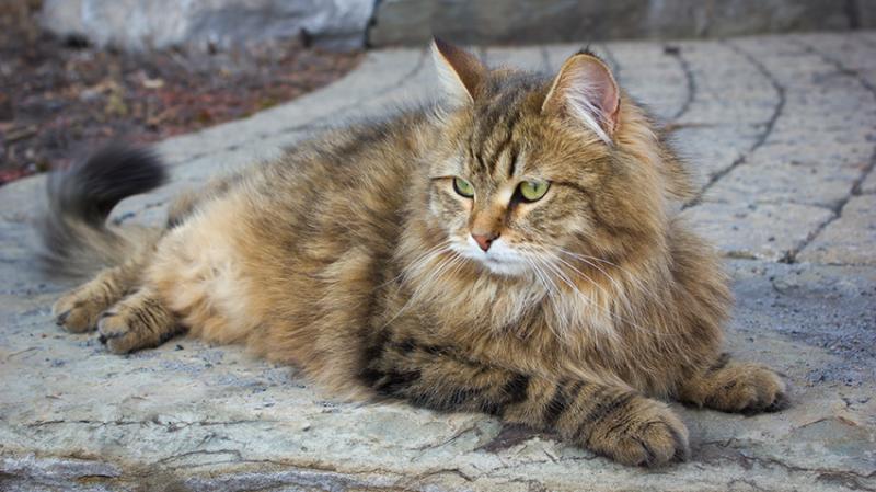 Temperament i inteligencja kota syberyjskiego