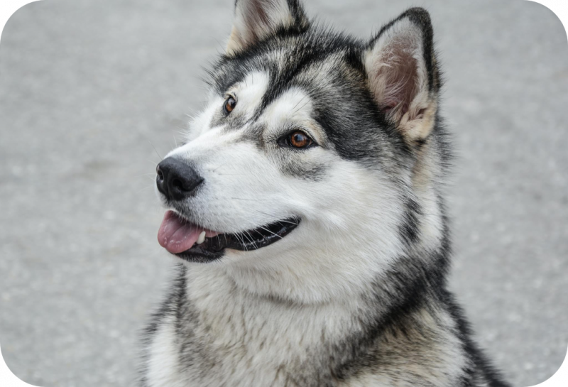 Przewodnik po rasie psów Siberian Husky: Zdjęcia, informacje, pielęgnacja i więcej!