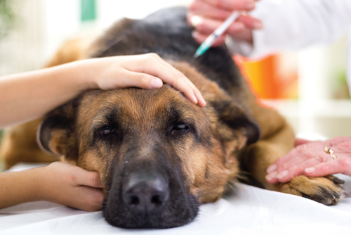 Czy mogę zarazić się wirusem żołądkowym od mojego psa? Fakty zatwierdzone przez weterynarza i często zadawane pytania