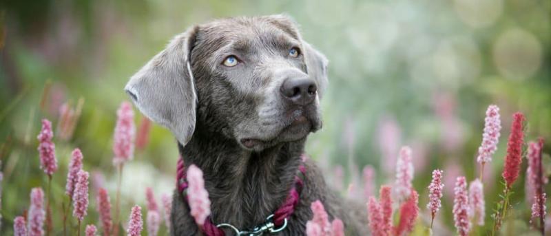 Jak srebrny labrador zyskał popularność?