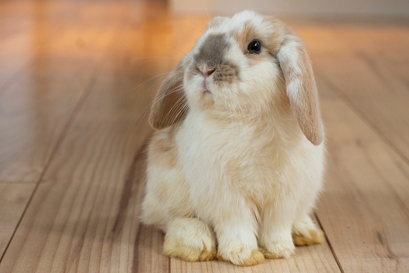 7 ras królików o długiej sierści: