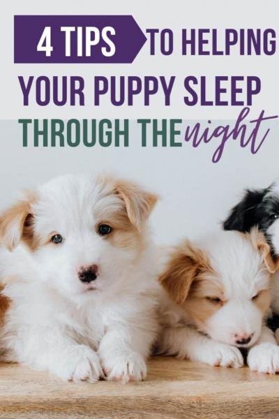 6 najważniejszych wskazówek, które pomogą szczeniakowi przespać całą noc