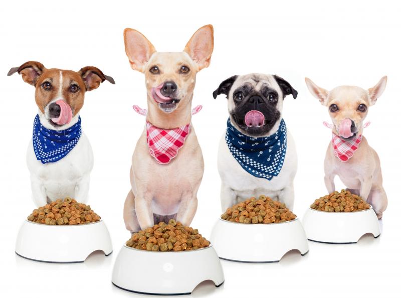 10 najlepszych karm dla psów z biegunką w 2024 roku - recenzje i najlepsze propozycje