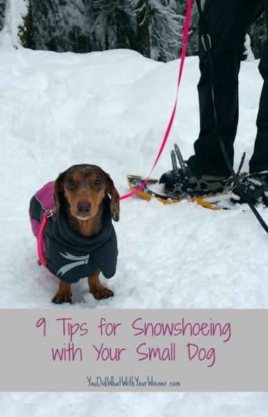 Jak jeździć na nartach i rakietach śnieżnych z psami