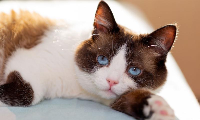 10 ras kotów z niebieskimi oczami