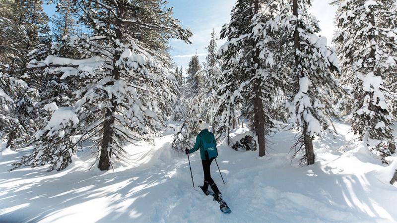 Jak jeździć na nartach i rakietach śnieżnych z psem (8 prostych wskazówek)