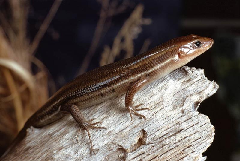 2. Little Brown Skink