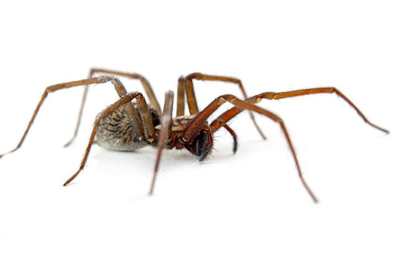 1. Brown Recluse