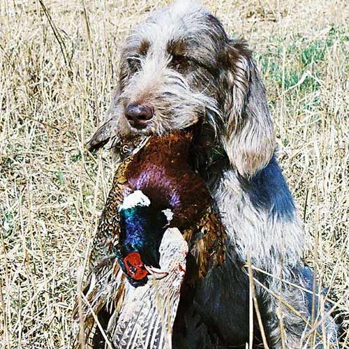 Charakterystyka Spinone Italiano