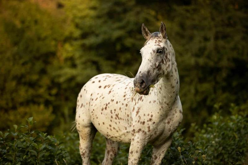 1. Appaloosa