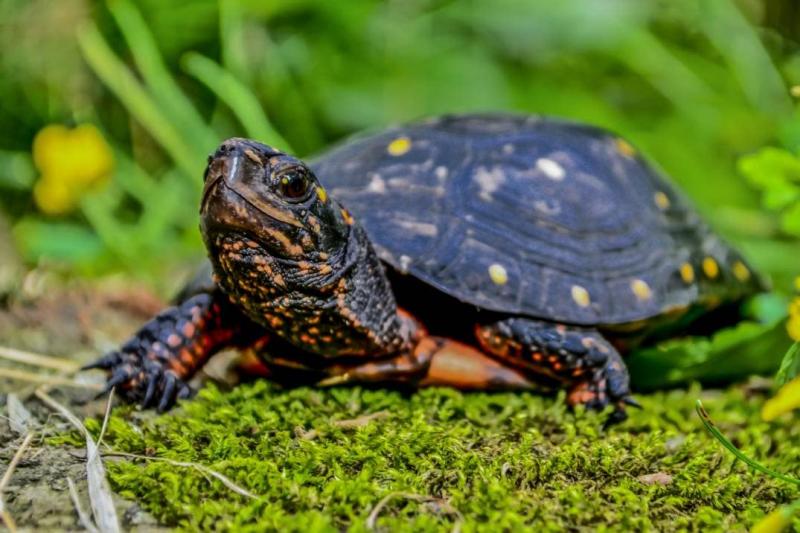 Czy skorupa żółwia może się zagoić i odrosnąć, jeśli jest uszkodzona?